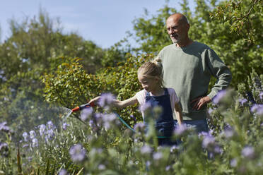 Großvater und Enkelin gießen Blumen im Kleingarten - MCF00865