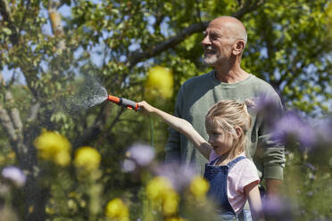 Grandfather and granddaughter watering flowers in allotment garden - MCF00867