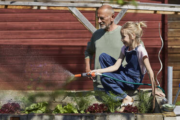 Grandfather and granddaughter watering lettuce in allotment garden - MCF00869