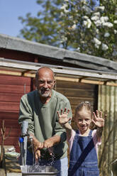 Portrait of girl with grandfather in allotment garden showing her clean hands after washing - MCF00876