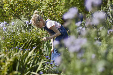 Mädchen mit Gänseblümchenkranz im Kleingarten, das Blumen betrachtet - MCF00883