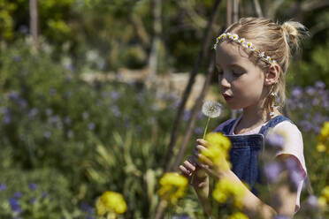 Mädchen im Kleingarten mit Gänseblümchenkranz bläst eine Pusteblume - MCF00894