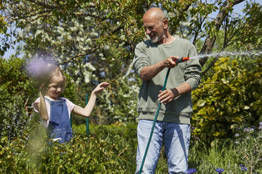 Happy grandfather and granddaughter watering flowers in allotment garden - MCF00906