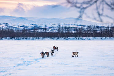 Reindeers on frozen lake, Kilpisjaervi, Enontekioe, Finland - WVF01534