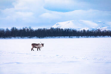 Reindeer on frozen lake, Kilpisjaervi, Enontekioe, Finland - WVF01535