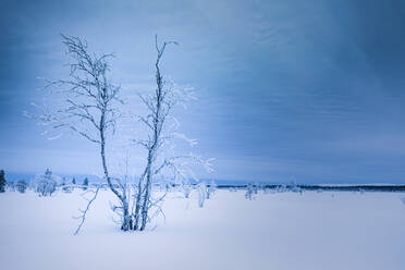 Winterlandschaft mit Baum in Sotkajarvi, Enontekioe, Finnland - WVF01543