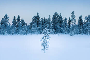 Winter landscape with trees, Hetta, Enontekioe, Finland - WVF01549