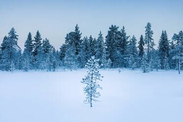 Winterlandschaft mit Bäumen, Hetta, Enontekioe, Finnland - WVF01549