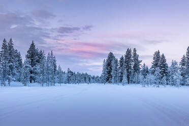 Winter landscape with trees, Hetta, Enontekioe, Finland - WVF01550