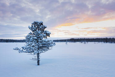 Winterlandschaft mit Baum, Hetta, Enontekioe, Finnland - WVF01553