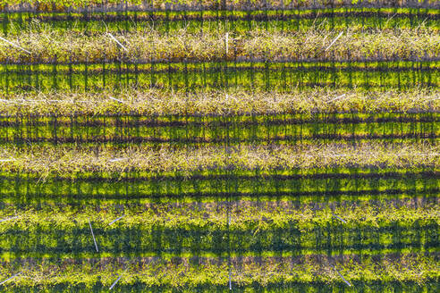 Deutschland, Bayern, Gaissach, Drohnenansicht einer Apfelplantage im Frühling - SIEF09851