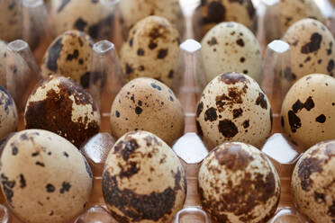 Quail eggs in plastic tray - CAVF82061