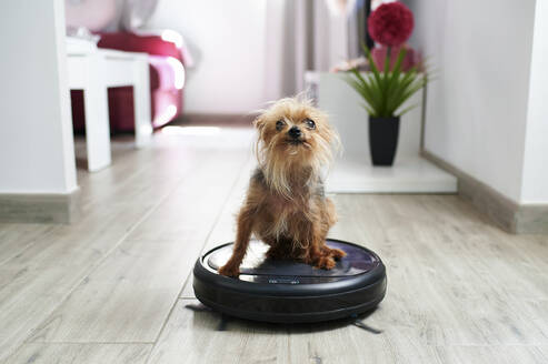 Close-up of Yorkshire terrier on robotic vacuum cleaner at home - KIJF03041