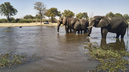 Afrikanische Elefanten kühlen sich an einem sonnigen Tag im Fluss ab - VEGF02305