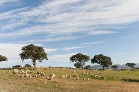 Flock of sheep grazing on pasture, Sardinia, Italy stock photo