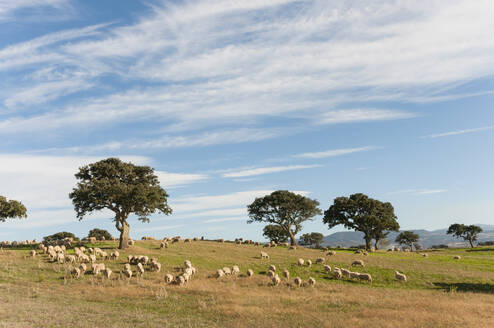 Flock of sheep grazing on pasture, Sardinia, Italy - DIGF11710