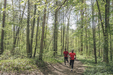 Sportler laufen auf einem Waldweg - AHSF02657