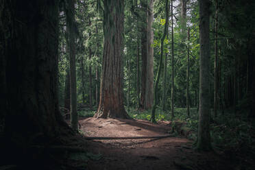 Großer Douglasienwald gutes Licht im MacMillan Park auf der Insel Vancouver - CAVF82224