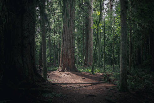 Großer Douglasienwald gutes Licht im MacMillan Park auf der Insel Vancouver - CAVF82224