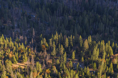 Blick auf den Wald im Yosemite Valley von oben Sonnenaufgang Goldlicht - CAVF82247