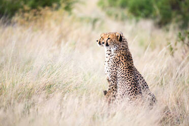 Ein Gepard sitzt in der Savanne auf der Suche nach Beute - CAVF82357