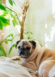 Pug breed dog resting on the sofa - CAVF82369