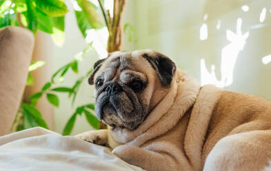 Hund der Rasse Mops auf dem Sofa liegend - CAVF82370