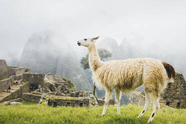 Ein weißes Lama steht in der Nähe von Machu Picchu in Peru - CAVF82410