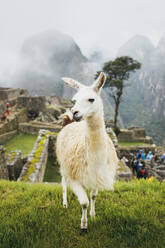 Ein weißes Lama steht in der Nähe von Machu Picchu in Peru - CAVF82411