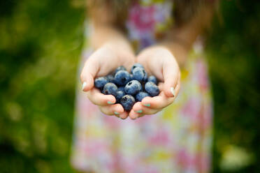 Eine Handvoll frisch gepflückter Blaubeeren von einer Blaubeerfarm - CAVF82440