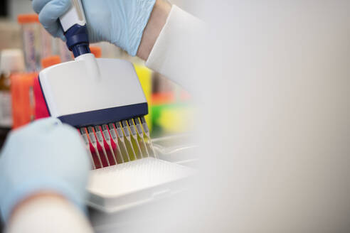 Close up of hands and multi channel pipette in a biotech science lab - CAVF82606