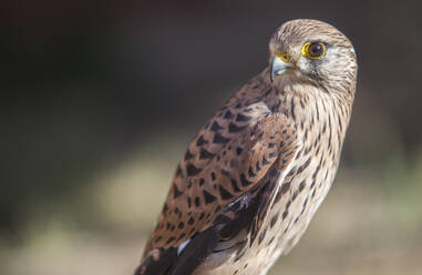 Rötelfalke weiblich Nahaufnahme oder falco naumanni - CAVF82656