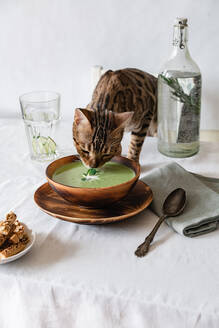 Suppe mit grünen Erbsen und Crackern in einem Holzteller auf einem weißen Tisch, auf dem eine bengalische Katze steht - CAVF82685