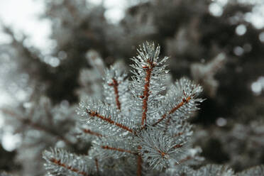 Nasse und verschneite Blaufichtennadeln auf orangefarbenen Zweigen im Winter - CAVF82709