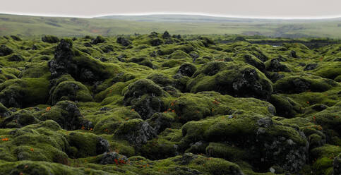 Moss covered rocks on the Laka lava field in south Iceland - CAVF82746