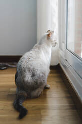 Hauskatze schaut durchs Fenster - AFVF06311