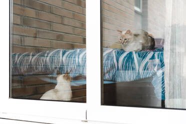 Blick durch ein Fenster auf zwei Hauskatzen, die sich gegenseitig anschauen - AFVF06318