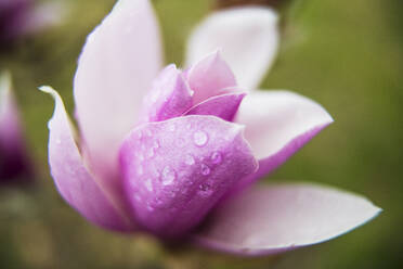 Makro Magnolie Frühlingsblume nach einem Regen - CAVF82873