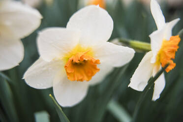 Makro Narzisse Frühlingsblumen nach einem Regen - CAVF82874