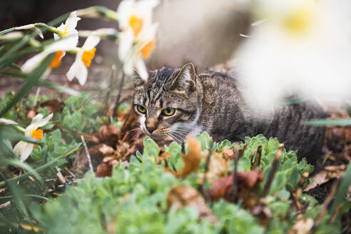 Nahaufnahme einer Hauskatze in einem Frühlingsgarten zwischen Narzissen - CAVF82875