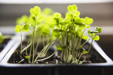 Macro Closeup Detail Arugula Seedlings and Micro Greens sprouting - CAVF82877
