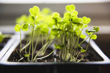 Makro Nahaufnahme Detail Rucola Sämlinge und Micro Greens sprießen - CAVF82877