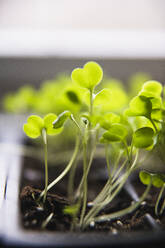 Macro Arugula Sämlinge und Micro Greens sprießen - CAVF82878