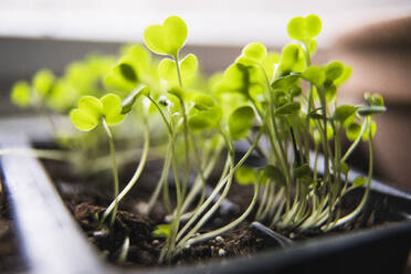 Macro Arugula Sämlinge und Micro Greens sprießen - CAVF82879