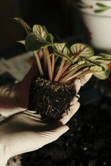 Crop person with soiled plant - CAVF82897