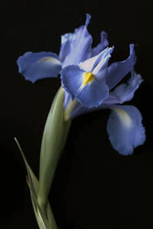 Irisblume Detail auf schwarzem Hintergrund - CAVF82949