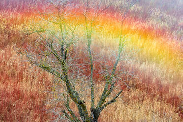 Spain, Province of Cuenca, Canamares, High angle view of bare tree standing in autumn reed field - DSGF02051