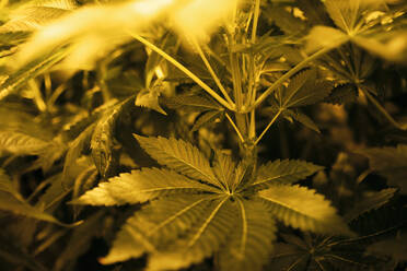 Illegaler Anbau von Marihuana zu Hause - CAVF83108
