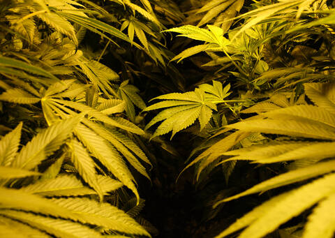 Illegaler Anbau von Marihuana zu Hause, lizenzfreies Stockfoto