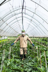Farmer with protective mask in greenhouse with zucchini plants - MCVF00403